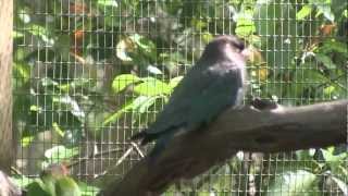 Oriental Dollarbird Eurystomus orientalis [upl. by Yreffoeg]