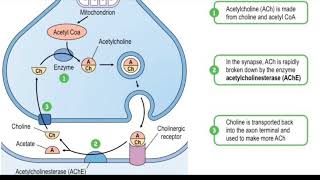 Acetylcholinesterase enzyme  biological function  regulation inhibition  Donepezil mechanism [upl. by Notsirt]