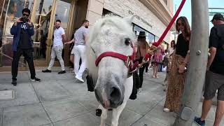 Lt Rowdy visiting Rodeo Drive 2 of 13 92124 [upl. by Drwde]