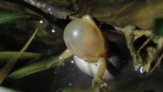 Upland Chorus Frog [upl. by Benji20]