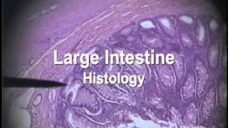 Digestion Histologymov [upl. by Derry]