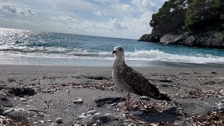 Vicino ad un Gabbianno sulla Spiaggia di Macarro 4k [upl. by Wurst465]