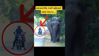 මොලේ තියන මිනිස්සුන්ගේ ඉවසීම🐘shorts shortvideo elephant wildlife attack tiktok viral trend [upl. by Niajneb]