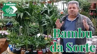 Bambu da Sorte  Dicas para cuidar [upl. by Nylirac]