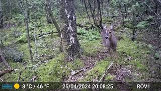 Bad Benteim Germany wildlife  91 Deer  listening [upl. by Aidnic]