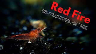 Red Fire Garnele Neocaridina davidi Haltung Zucht Wissenswertes [upl. by Blondy766]