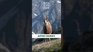 Alpine Chamois Goat Antelope Masters of Vertical Hill Climbing [upl. by Aihsemak]