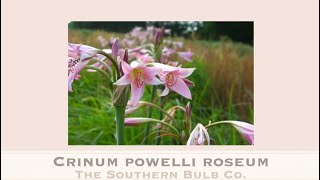 Crinum powellii roseum [upl. by Bhatt]