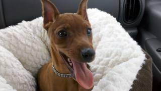 Jack  Red Miniature Pinscher [upl. by Eitsyrc]