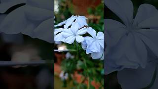 Plumbago plumbago plants flowers nature viralshorts [upl. by Coyle]