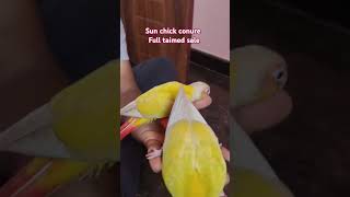 Conures sale🥰🥰 shorts conure taimedbirds parrot pets [upl. by Leggat672]