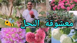 الدومبيا أو الثريا Dombeya اكليل العروس او جرس الزفاف شجيرة مزهرة عطرية وجاذبة للنحل 🐝 جميلة جداً [upl. by Annohsat519]