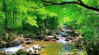 Som da Floresta e Pássaros  quotMúsicaquot Para Relaxamento e Acalmar [upl. by Sudnor]