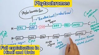 Phytochromes in plantsStructureGenesPhotosensory biologyPlant physiology [upl. by Dulla]