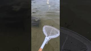 Catching a cownose ray in a net [upl. by Nelrac]