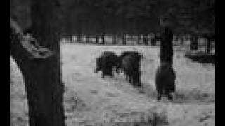 Hongerige dieren op de Veluwe 1955 [upl. by Amlev]