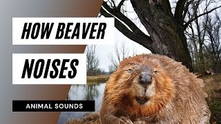 The Animal Sounds Beaver Call  Sound Effect  Animation [upl. by Hillman507]