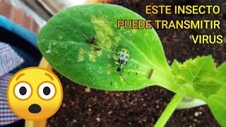 👨‍🔬🦠 Transmisión de VIRUS por INSECTOS 🐞 [upl. by Georgeanne831]