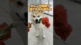 わんこの動画で癒されたら勝ちw 柴犬 おもしろかわいいチャンネル ゴールデンレトリバー [upl. by Limak]