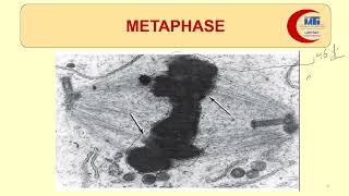 MED LEVEL1 MBG Mitosis amp Karyotyping 2 [upl. by Nois]