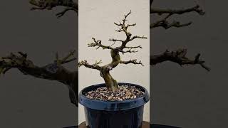 Brazilian Rain Tree Bonsai Tree adityastinytrees [upl. by Early]