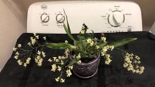 oncidium twinkle fragrance fantasy  in bloom with multiple spike [upl. by Arianne]