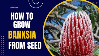 How To Grow Banksia From Seed  Australian Native Plants [upl. by Teryl]