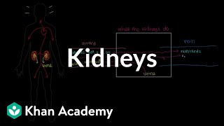 Meet the kidneys  Renal system physiology  NCLEXRN  Khan Academy [upl. by Brockwell480]