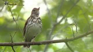 Wood Thrush singing [upl. by Deena]