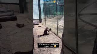 Funny animal fails [upl. by Aimil]