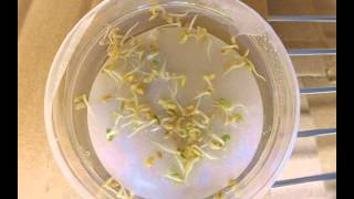 Medicago truncatula Seed Germination [upl. by Carmon135]