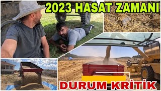 2023 HASAT ZAMANIBÜTÜN KÖYLÜ ŞAŞIRDIFARE İSTİLASI KORKUTUYOR  BİÇERDÖVER FARE BİÇİYOR [upl. by Saito95]