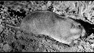 Goffs Southeastern Pocket Gopher [upl. by Zetrac]