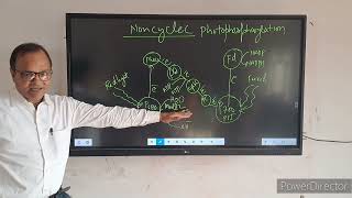 noncyclic photophosphorylation [upl. by Akcire50]