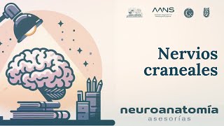 Nervios Craneales  Neuroanatomía Asesorías  AANS ESMIPN [upl. by Sorkin]