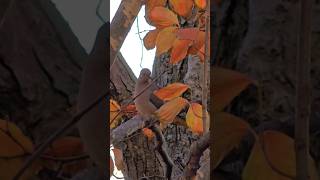 Beautiful Bird on Tree  Bird Chirping Sounds for Stress Relief Sleep [upl. by Nifled265]