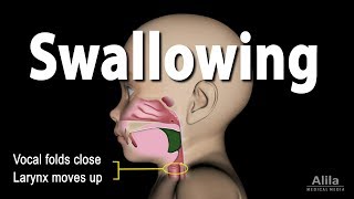 Mechanism of Swallowing Animation in Child model [upl. by Oberg]