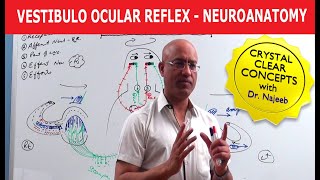 Vestibulo Ocular Reflex  Neuroanatomy [upl. by Bibeau]