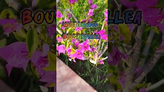 Bougainvillea flowers बोगेनवेलिया प्लांट फुलवारी plants flowers garden floral organic nature [upl. by Tse734]