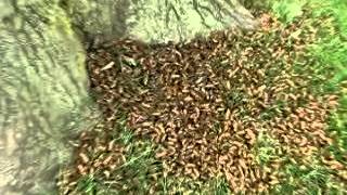 2007 Cicada Invasion  Chicago [upl. by Silvan]