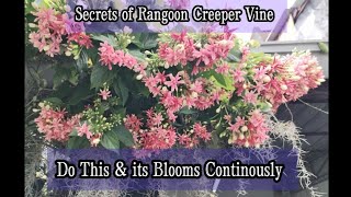 18 Interesting Facts about Rangoon Creeper Vine  Part 2 Updated Added Version [upl. by Donella]