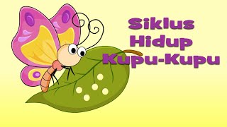 Belajar Siklus Hidup KupuKupu  Tahap Metamorfosis KupuKupu [upl. by Oicnanev747]