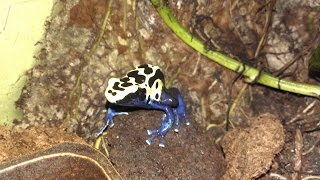 Dendrobates  chov pralesniček [upl. by Adlar]