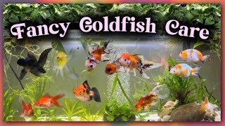 Fancy Goldfish Care 101  How To Take Care of Orandas Ranchus Telescope Goldfish Guide [upl. by Pharaoh]