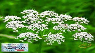 Anise Aniseed – Seeds Review [upl. by Reibaj]