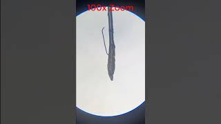 HUMAN HAIR 🤯 Under MicroScope shorts Experiment microscope [upl. by Banwell]