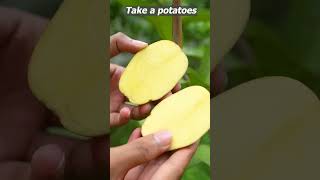 Grow Gauva Tree fast with These pro tips shortsvideo sarthi shortsviral [upl. by Enairb]