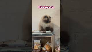 Himalayan cat 🐈 himalayancat [upl. by Odrawde]