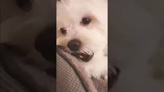 I like my minties dental treats before sleep shortvideo puppy goodnight pets funnydogvideos [upl. by Ras]