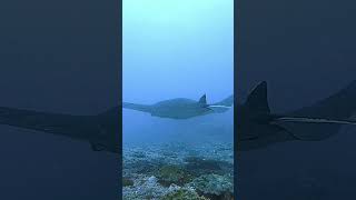 Manta rays scubadiving underwater ocean fish nature travel bali  indonesia gopro [upl. by Atnwahsal280]